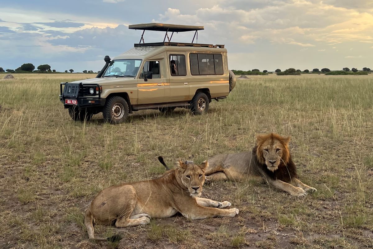 lions by landy on safari