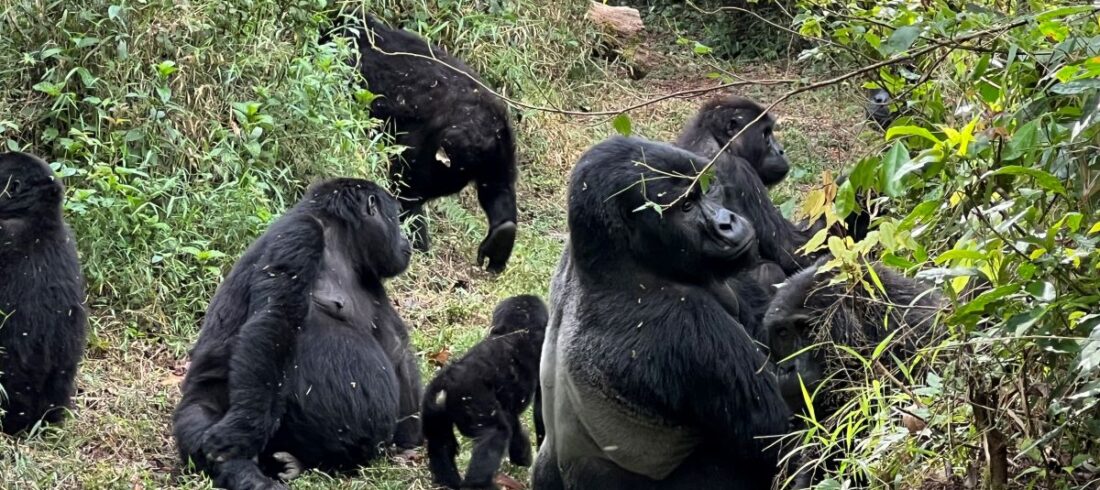 mountain gorilla family