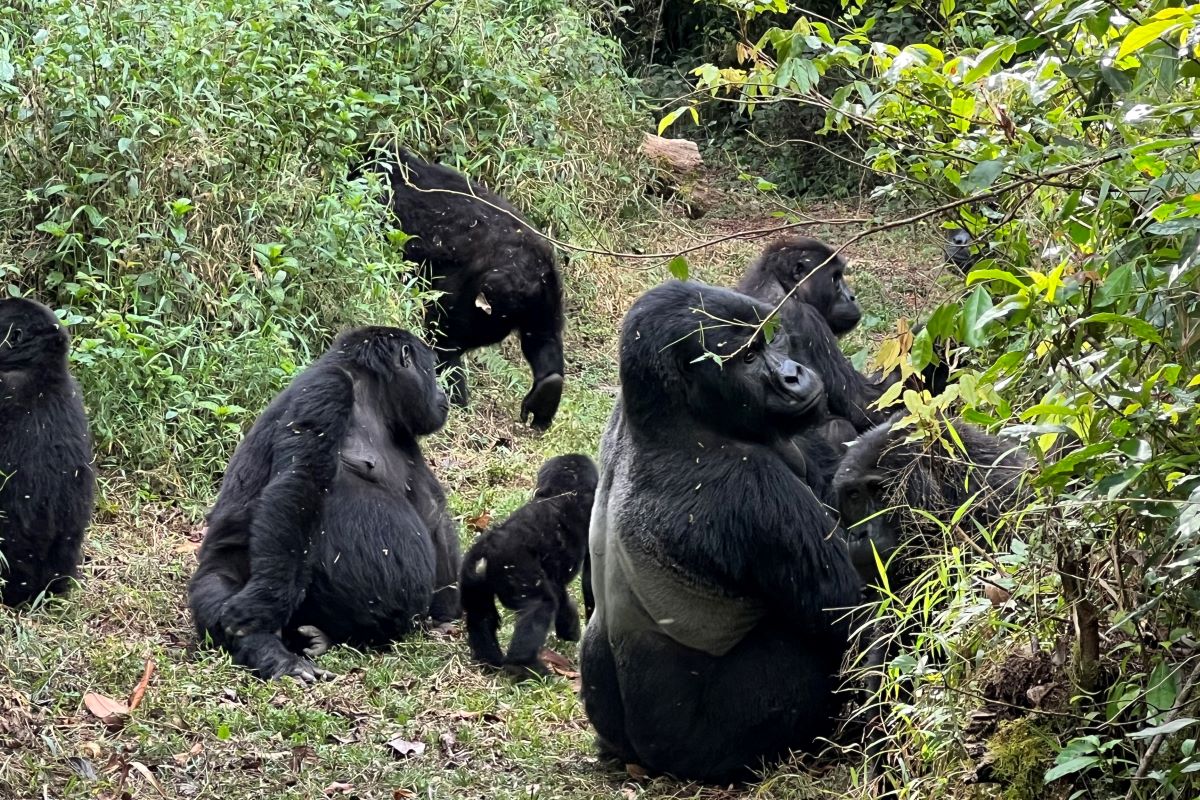 mountain gorilla family