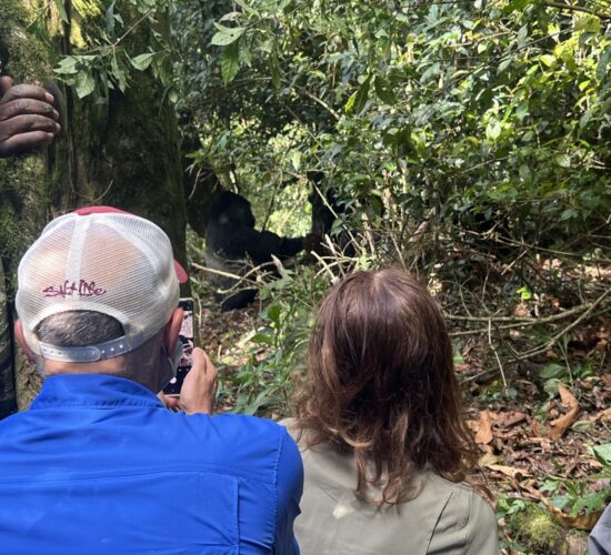 gorilla tracking in Bwindi