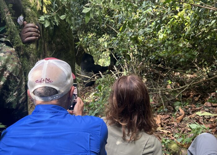 gorilla tracking in Bwindi