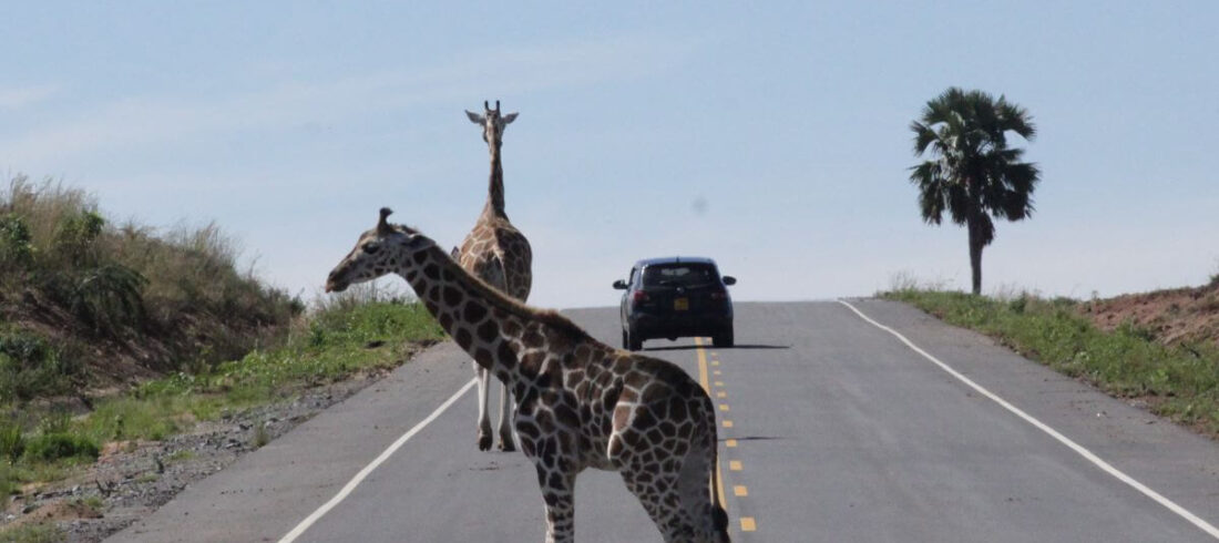 giraffes on murchison falls road