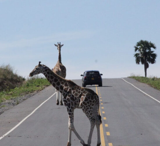 giraffes on murchison falls road