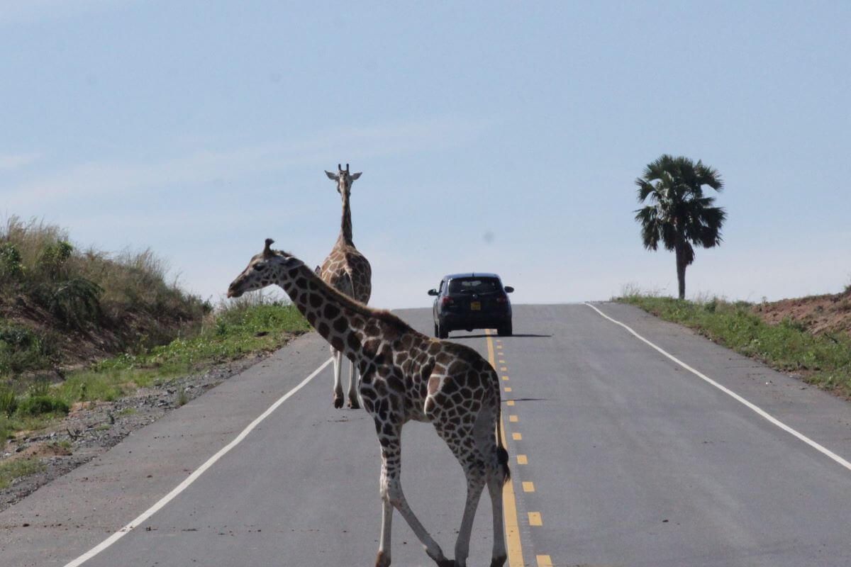 giraffes on murchison falls road