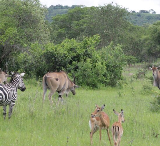 Zebras and elands grazing in Lake Mburo National Park