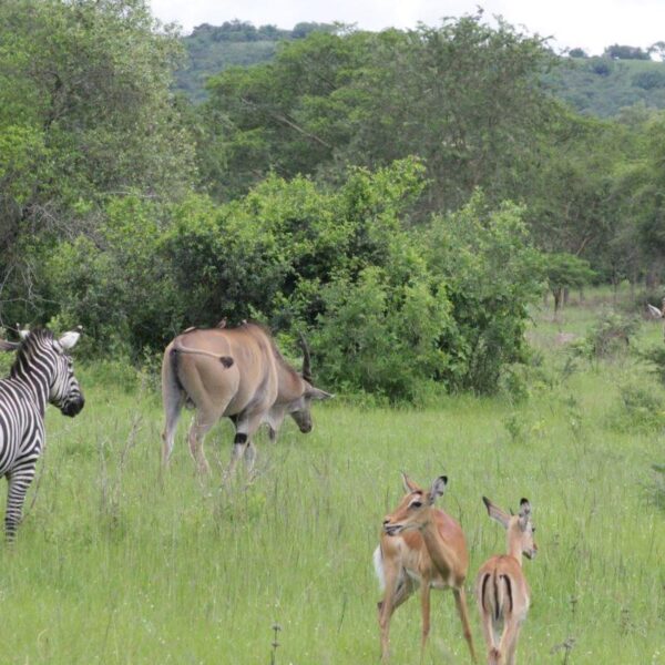 Zebras and elands grazing in Lake Mburo National Park