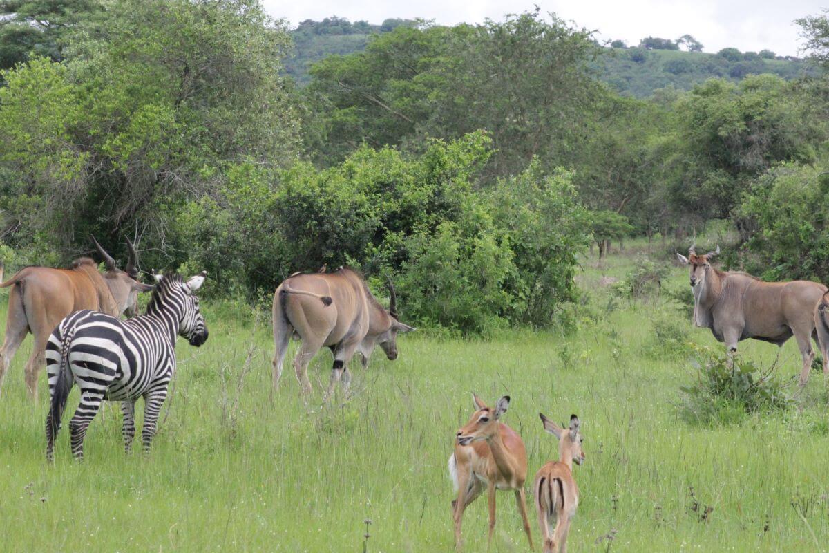 Zebras and elands grazing in Lake Mburo National Park