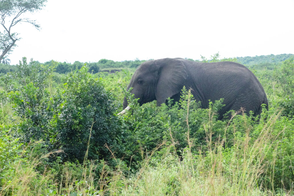 Elephant grazing in park