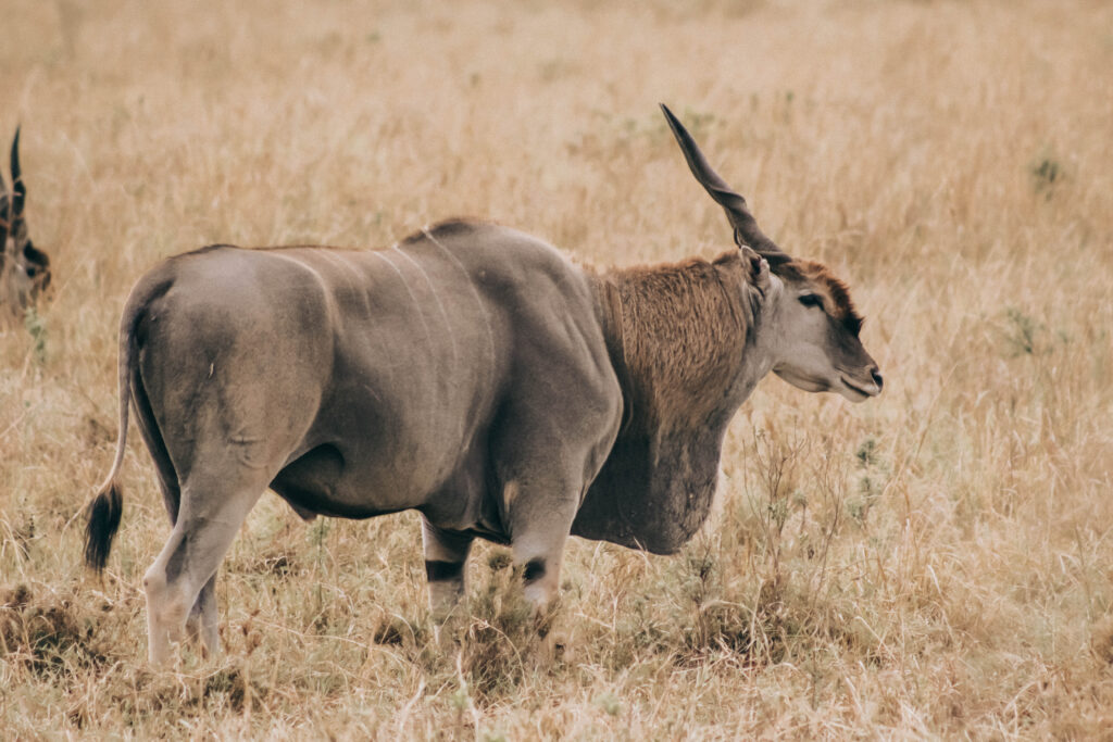 Tanzania Safari Packaging List 