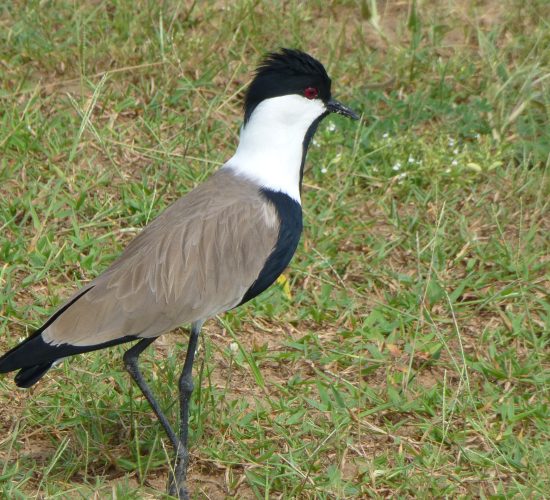 Uganda Birding Safari