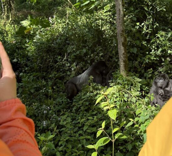 Uganda vs Rwanda gorilla trekking cost comparison