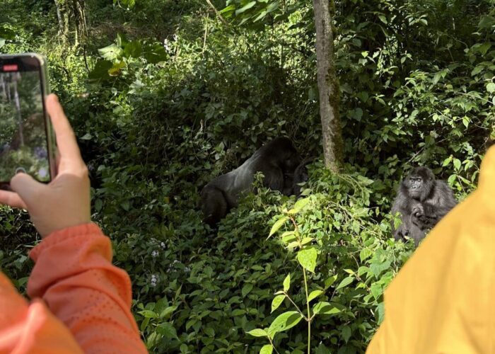 Uganda vs Rwanda gorilla trekking cost comparison