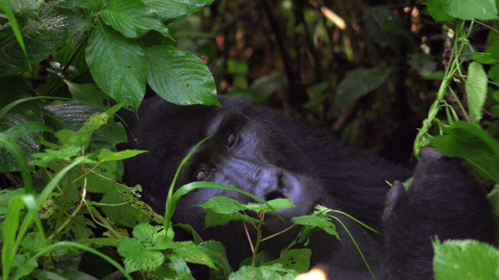 Wildlife Photography Tips for Tropical Rainforests
