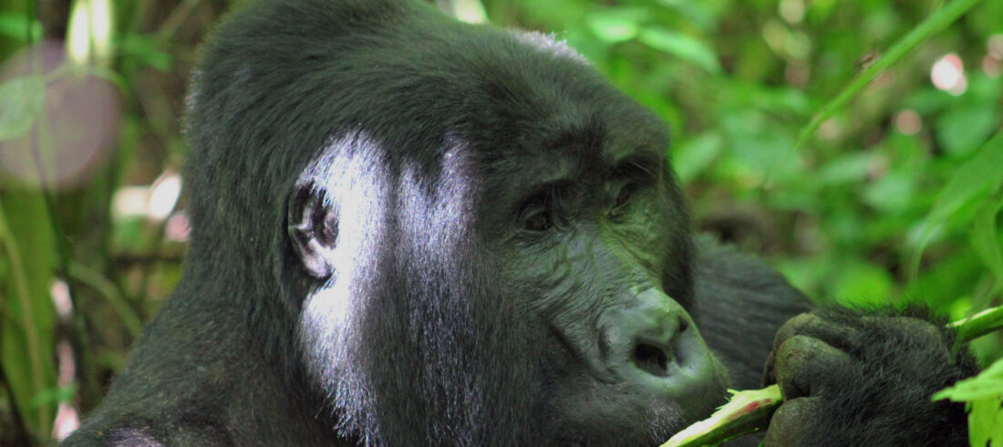 Is Gorilla Trekking Safe
