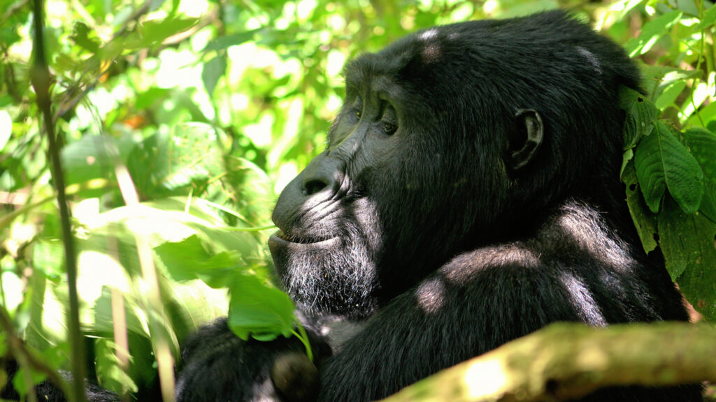 Uganda Gorilla Trekking Permits