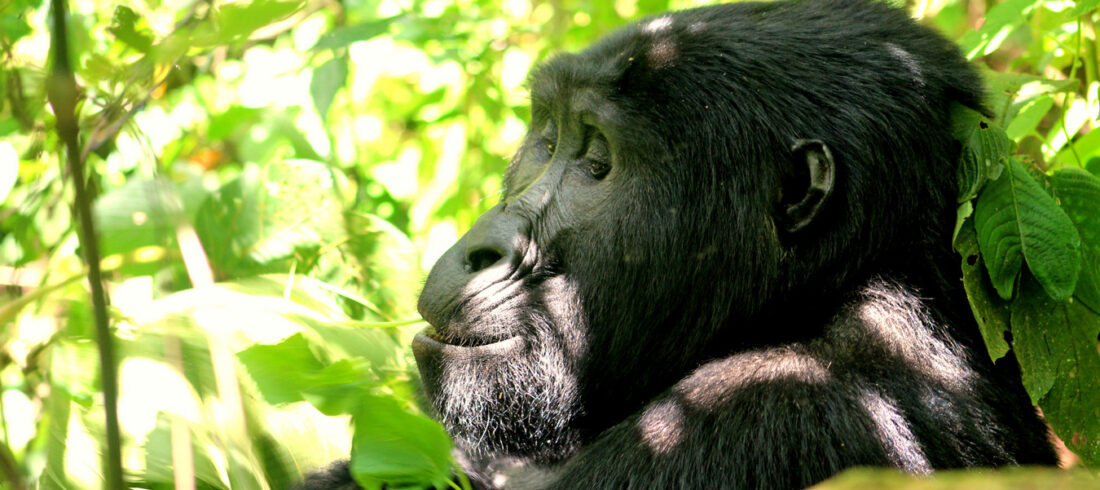 Best Time for Gorilla Trekking