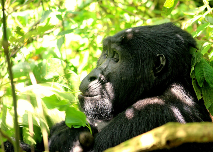 Why Visit Uganda