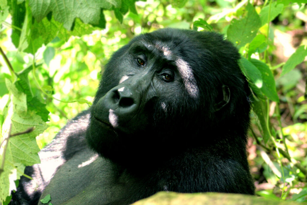 Best Time for Gorilla Trekking Porters