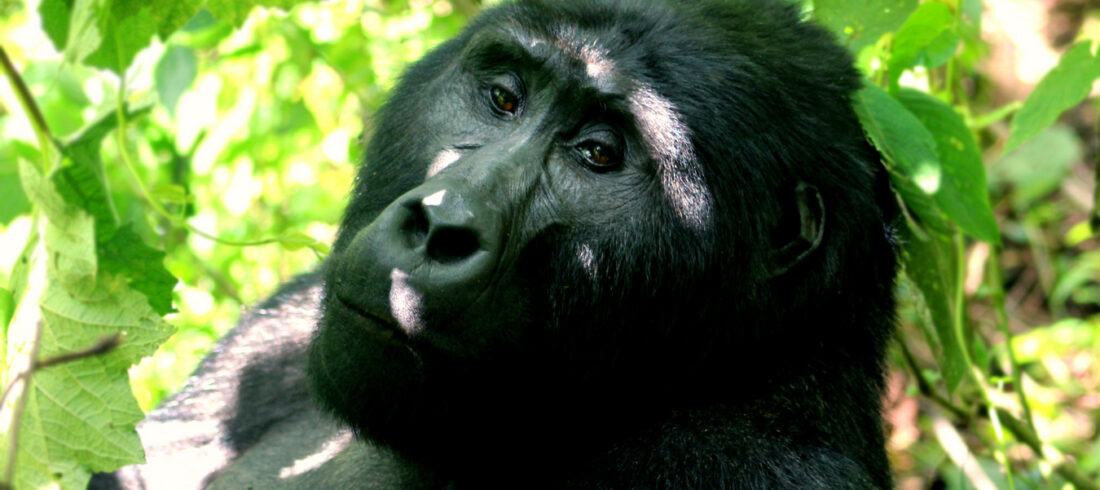 Reasons To Visit Uganda