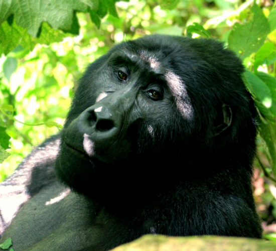 Reasons To Visit Uganda