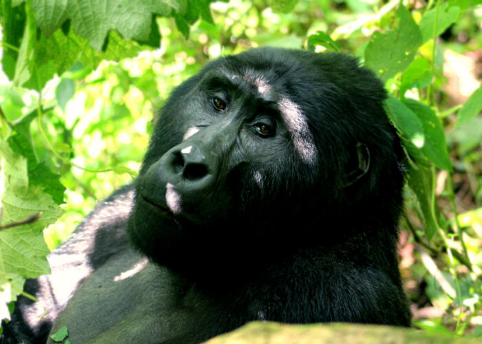 Reasons To Visit Uganda