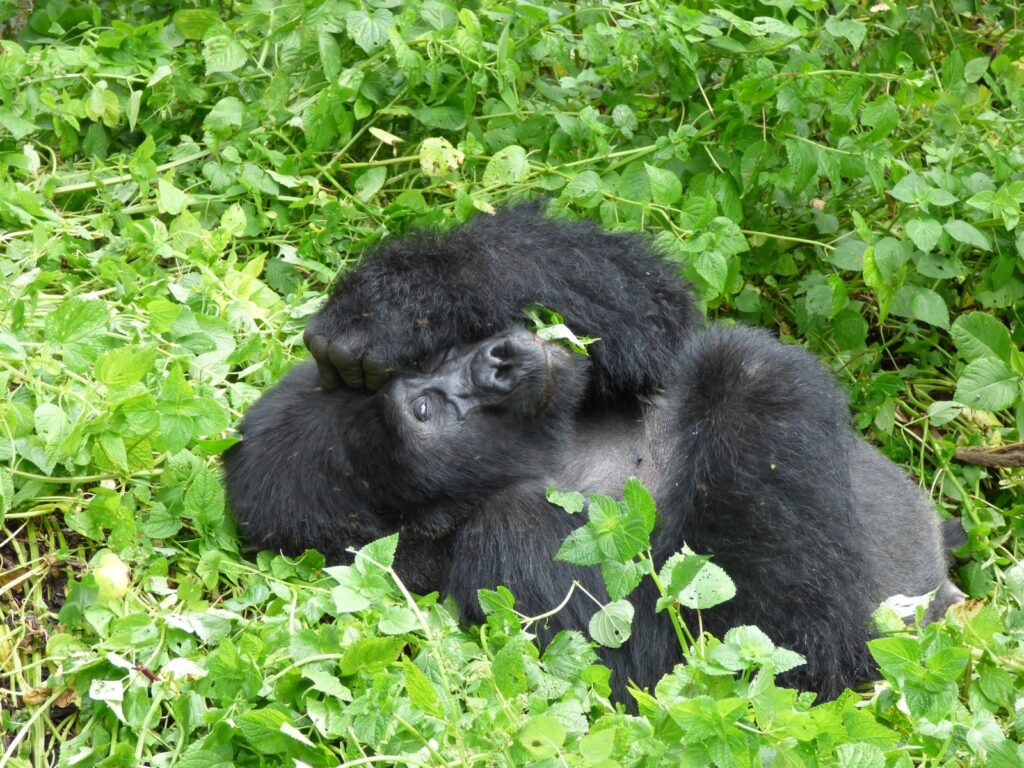 Minimum Age for Gorilla Trekking in Uganda