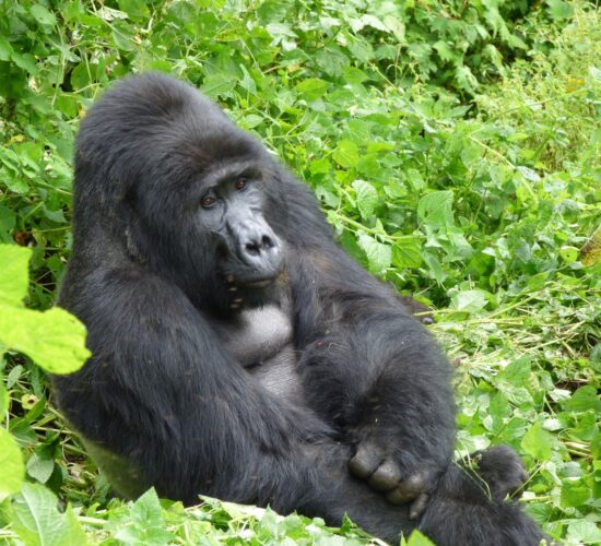 December Gorilla Permits