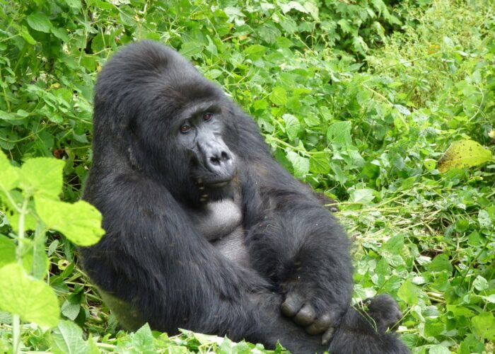 December Gorilla Permits