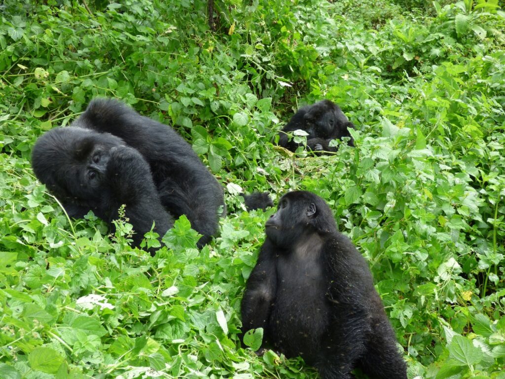 The 7-Day "Primate & Plains" Itinerary