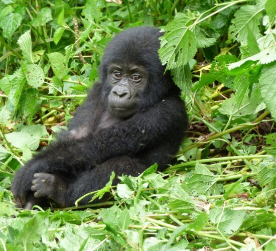 Multigenerational Gorilla Trekking in Rwanda