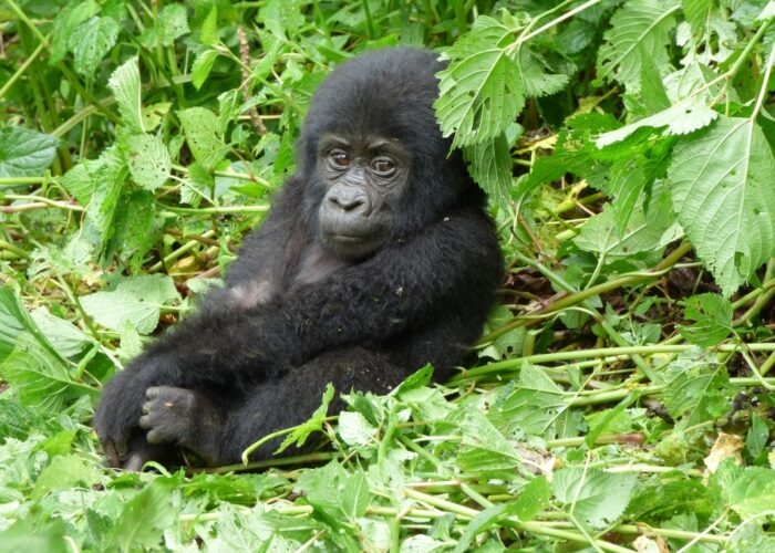 Multigenerational Gorilla Trekking in Rwanda