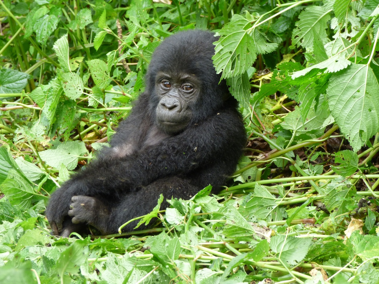 Can You Combine Gorilla Trekking with Seychelles Safari?