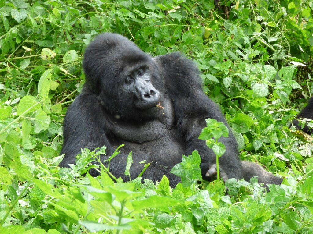 Best time to visit Rwanda for safari holiday