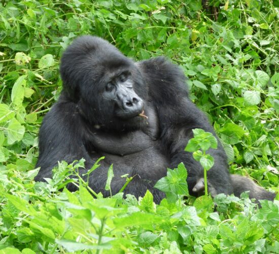 December Gorilla Permits