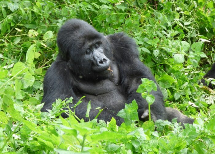 December Gorilla Permits