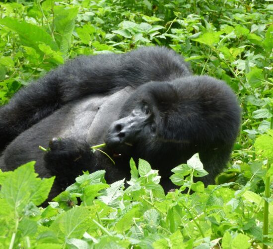 Can You Combine Gorilla Trekking with Madagascar Safari?