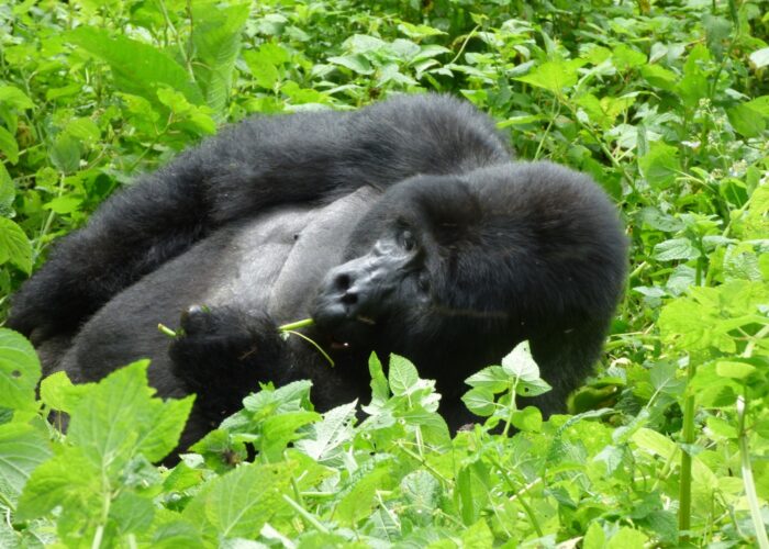 Can You Combine Gorilla Trekking with Madagascar Safari?