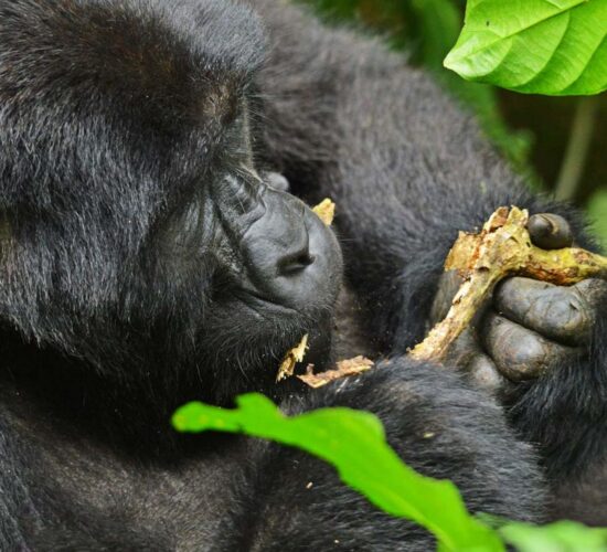 Best Month for Safari