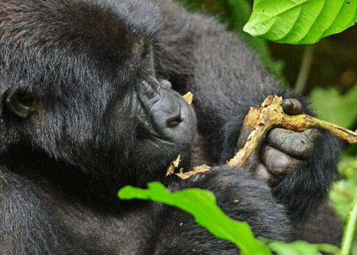 Best Month for Safari