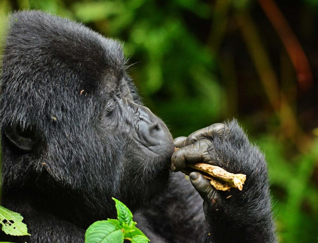 Is the Rwanda Permit Worth It?