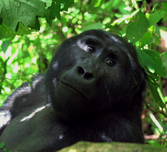Is Rwanda Gorilla Trekking Worth the Money