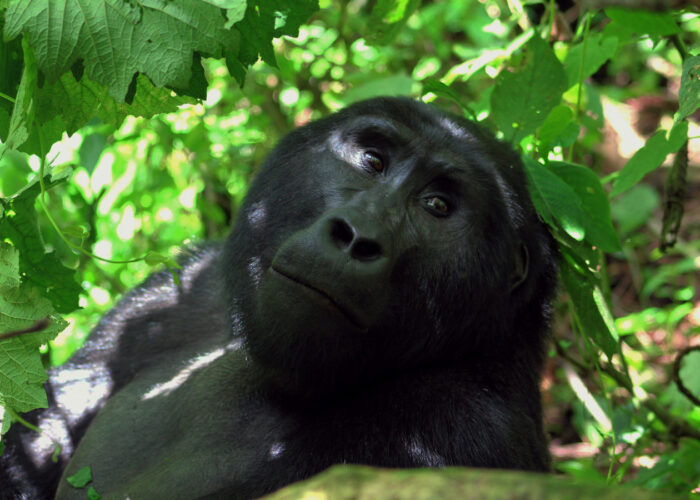 Is Rwanda Gorilla Trekking Worth the Money