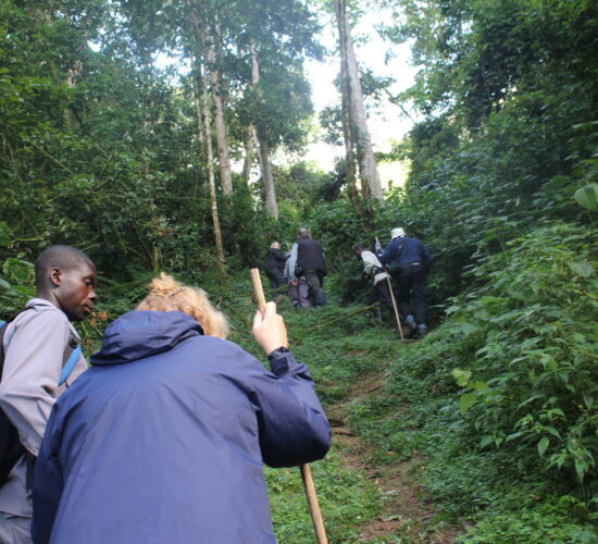 How Fit Do You Need to Be for Uganda Gorilla Trekking?