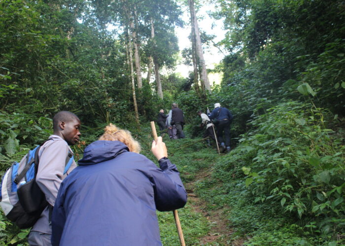 How Fit Do You Need to Be for Uganda Gorilla Trekking?