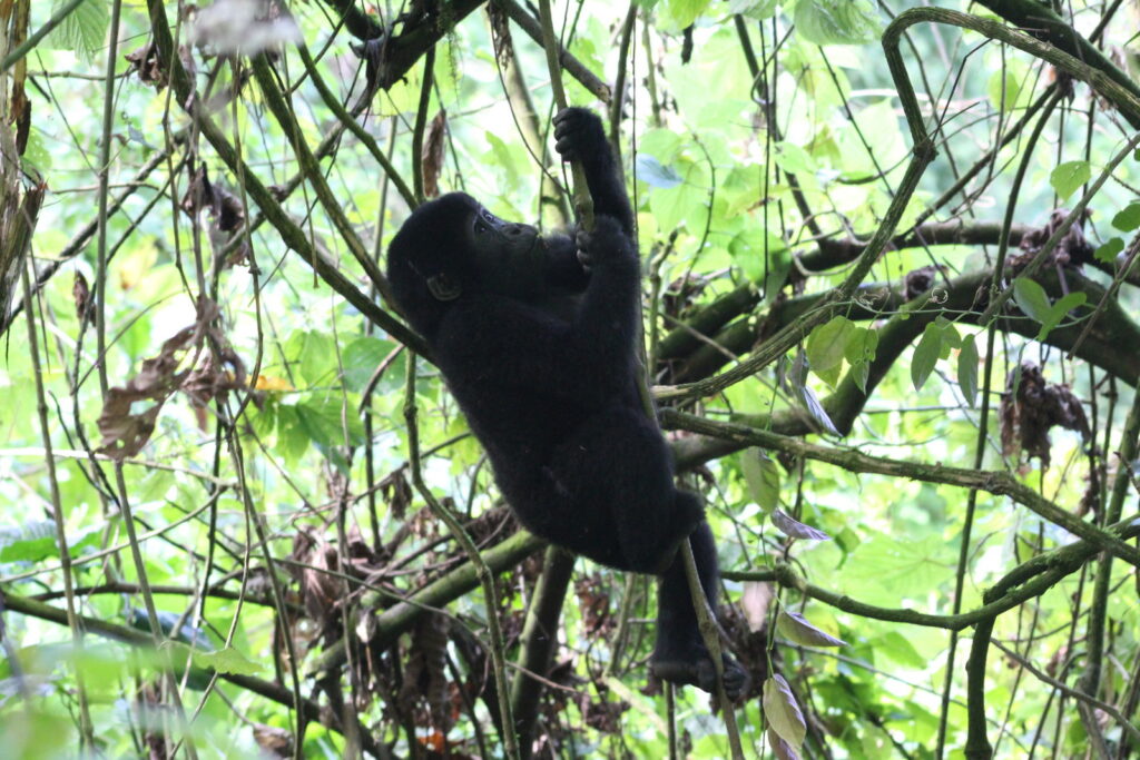 4-Hour Gorilla Habituation Experience Worth 