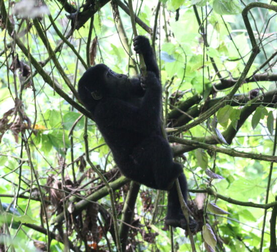4-Hour Gorilla Habituation Experience Worth