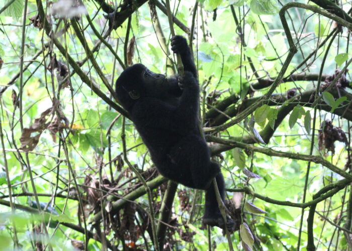 4-Hour Gorilla Habituation Experience Worth