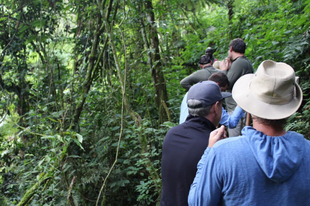 What is Gorilla Trekking