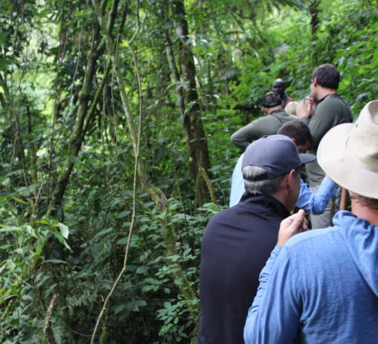 The New Guidelines for Private Gorilla Trekking