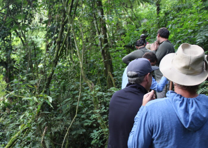 The New Guidelines for Private Gorilla Trekking